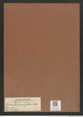 Grammatophora gibba Ehr. (de-Toni-Nr.: Genus 93, Species 3025) Zeichnungen Sammlung Grunow Mappe 03205 (Herbarium_W_Grunow_drawings_Folder_03205)